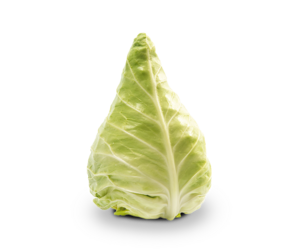 Pointed cabbage