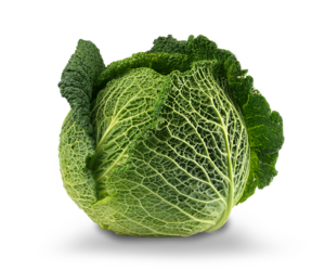 Savoy cabbage